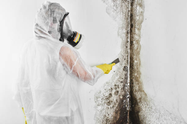 Best Local Mold Removal Service  in Fiskdale, MA
