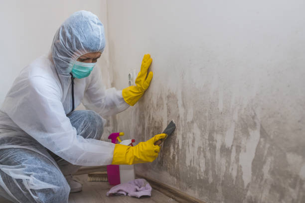 Best Crawl Space Mold Removal  in Fiskdale, MA