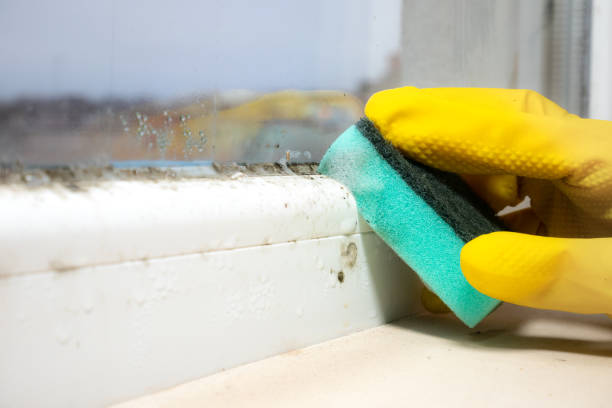Best Mold Cleaning Services  in Fiskdale, MA