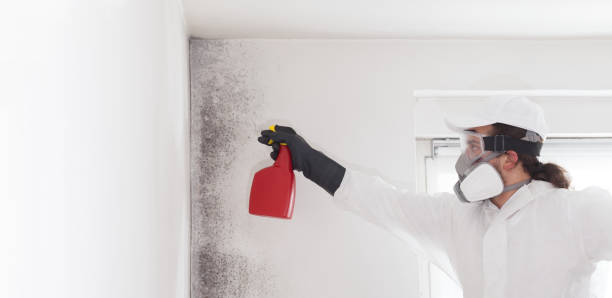 Trusted Fiskdale, MA Mold Removal Experts