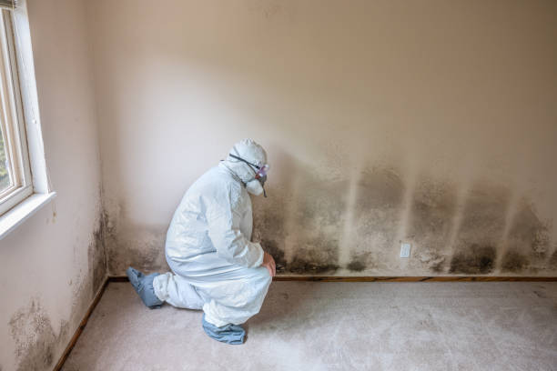 Best Home Mold Removal  in Fiskdale, MA