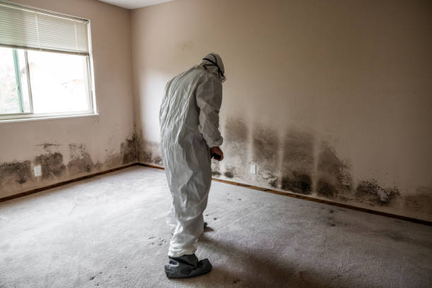 Best Mold Damage Repair  in Fiskdale, MA