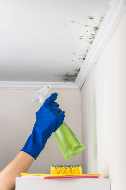 Crawl Space Mold Removal in Fiskdale, MA